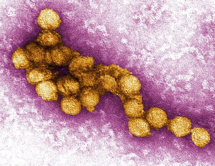 West_Nile_Virus_Image
