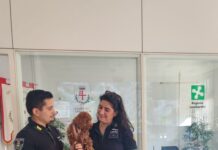 Cagnolino smarrito recuperato dalla Polizia locale e restituito al proprietario