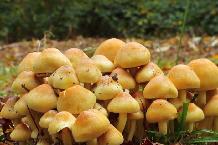 funghi