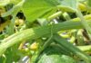 Zucca, Coldiretti Mantova: annata in sofferenza per colpa di caldo e grandine