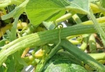 Zucca, Coldiretti Mantova: annata in sofferenza per colpa di caldo e grandine