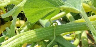Zucca, Coldiretti Mantova: annata in sofferenza per colpa di caldo e grandine
