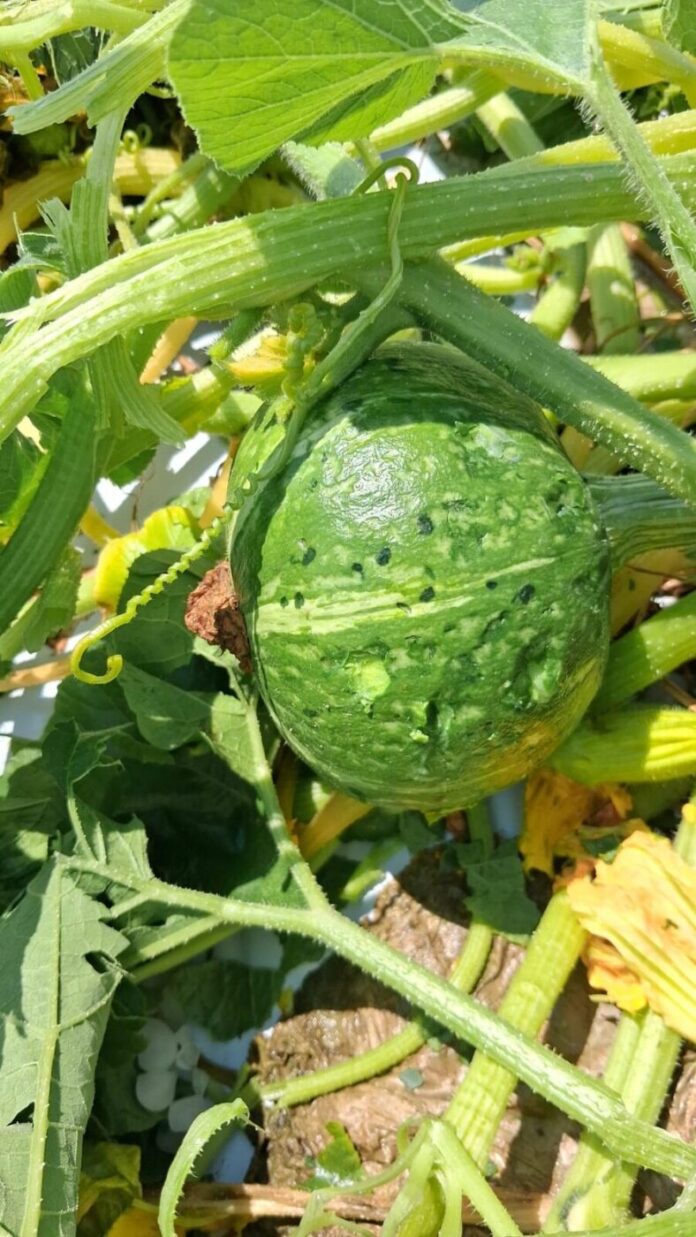 zucca