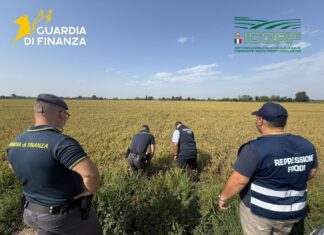Pavia, maxi frode su riso biologico. Profitti illeciti per 10 milioni dl euro