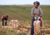 La Cina prevede un 2026 da record per il raccolto di cereali