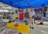 Una vendita solidale per aiutare la Casa del Sole con Lions Club Mantova Terre Matildiche