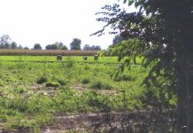 Caporalato, un arresto a MantovaI: in manette un 53enne bengalese residente a Castel Goffredo
