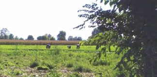 Caporalato, un arresto a MantovaI: in manette un 53enne bengalese residente a Castel Goffredo