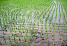 Riso, Coldiretti Mantova: si va verso la raccolta anticipata