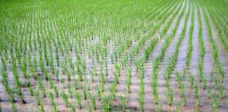 Riso, Coldiretti Mantova: si va verso la raccolta anticipata