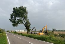 San Benedetto: tagliata una pianta secolare, scoppia la protesta