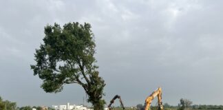 San Benedetto: tagliata una pianta secolare, scoppia la protesta