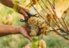 Vendemmia 2026 nel Mantovano: un’annata eccezionale tra qualità al top e sfide di mercato