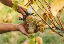 Vendemmia 2026 nel Mantovano: un’annata eccezionale tra qualità al top e sfide di mercato