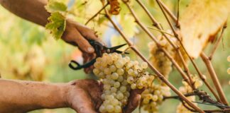 Vendemmia 2026 nel Mantovano: un’annata eccezionale tra qualità al top e sfide di mercato