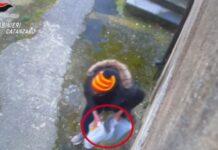 Droga comprata con il reddito di cittadinanza, 24 indagati tra Catanzaro e Vicenza
