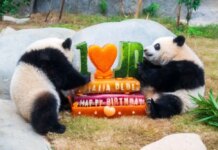 L’Ocean Park di Hong Kong celebra i 50 anni con nuove strutture e iniziative