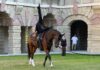 Volteggio equestre, la Cavallerizza torna a vivere
