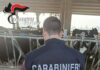 Misure anti-Peste Suina ad Asola: controlli dei Nas e dell’Ats, bloccati due allevamenti con 9.000 capi