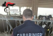 Misure anti-Peste Suina ad Asola: controlli dei Nas e dell’Ats, bloccati due allevamenti con 9.000 capi