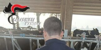 Misure anti-Peste Suina ad Asola: controlli dei Nas e dell’Ats, bloccati due allevamenti con 9.000 capi
