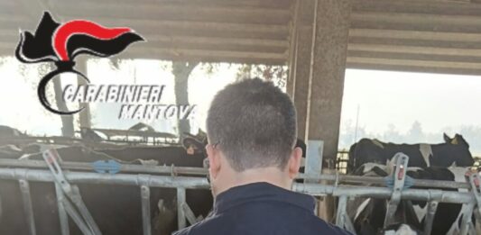 Misure anti-Peste Suina ad Asola: controlli dei Nas e dell’Ats, bloccati due allevamenti con 9.000 capi