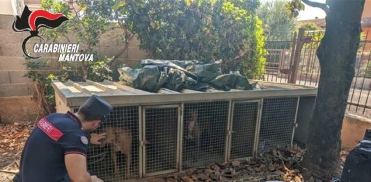 Castiglione, processo per il “lager dei pitbull”: quattro associazioni animaliste ammesse come parte civile