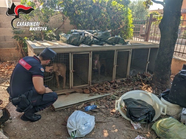 cani-6_4142815
