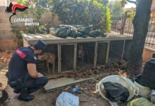 Quattro associazioni animaliste saranno parte civile al processo per il “lager dei pitbull”