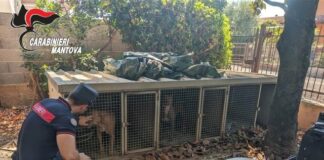 Quattro associazioni animaliste saranno parte civile al processo per il “lager dei pitbull”