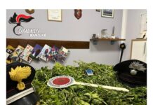 Blitz antidroga a Marcaria: sequestrati 1,5 kg di marijuana e una pianta di due metri. Denunciato un 25enne