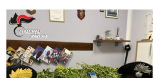 Blitz antidroga a Marcaria: sequestrati 1,5 kg di marijuana e una pianta di due metri. Denunciato un 25enne