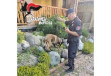 Droga tra Castel Goffredo e Calvisano, un arresto e sette denunce dopo le perquisizioni dei Carabinieri
