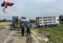 Camion carico di maiali si ribalta a San Giovanni del Dosso: morti diversi animali e altri in fuga nei campi, illeso il giovane autista