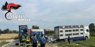 Camion carico di maiali si ribalta a San Giovanni del Dosso: morti diversi animali e altri in fuga nei campi, illeso il giovane autista