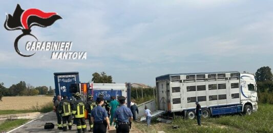 Camion carico di maiali si ribalta a San Giovanni del Dosso: morti diversi animali e altri in fuga nei campi, illeso il giovane autista