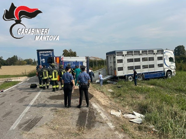 incidente maiali 1