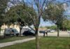 Alberi pericolanti vicino all’area camper di Sabbioneta: giù sei frassini