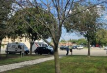 Alberi pericolanti vicino all’area camper di Sabbioneta: giù sei frassini
