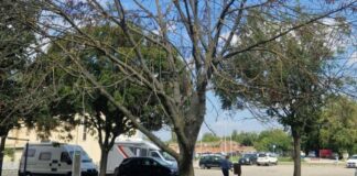 Alberi pericolanti vicino all’area camper di Sabbioneta: giù sei frassini